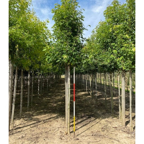 Smalkronig silverlönn - Acer saccharinum &