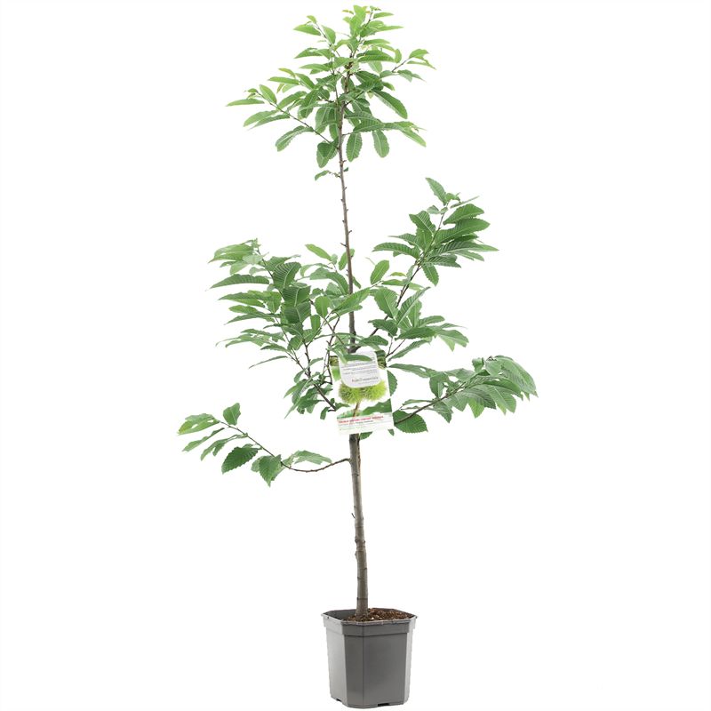 Castanea sativa 60 cm stam - C6,5 (6,5 liters kruka)