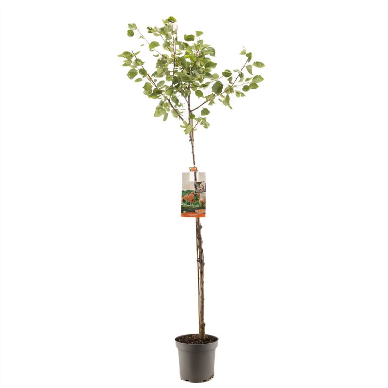 Prunus armeniaca &