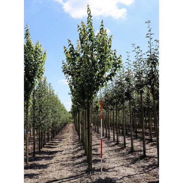 Rödlönn - Acer rubrum 12-14  HS, COCO