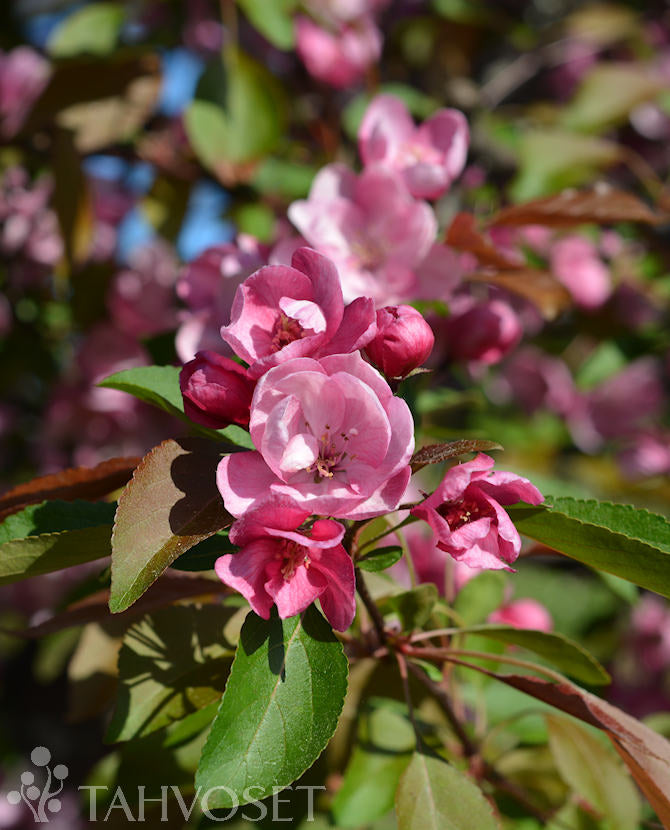 Purpurapel Malus &