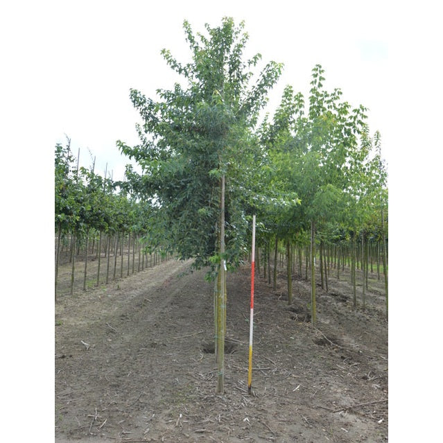 Tridentlönn - Acer buergerianum  - Stammens omkrets 16-18 cm, höjd 3,5-4 meter,    HS,