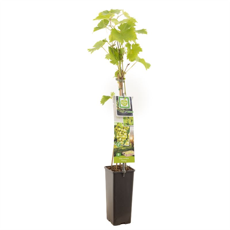 Vitis &