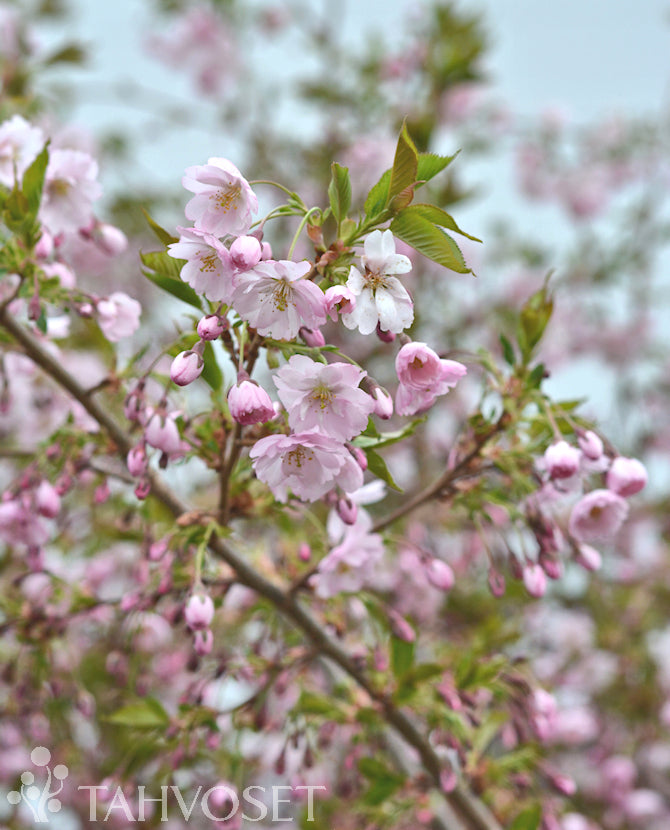 Prydnadskörsbär Prunus &
