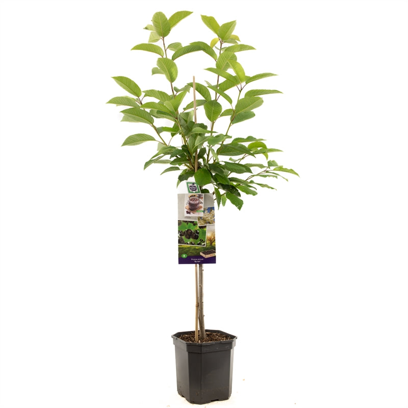 Prunus avium &