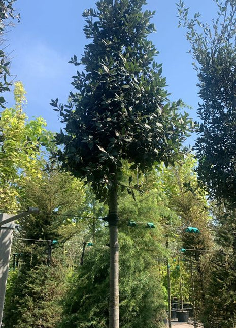 Quercus ilex 16-18HO CONT