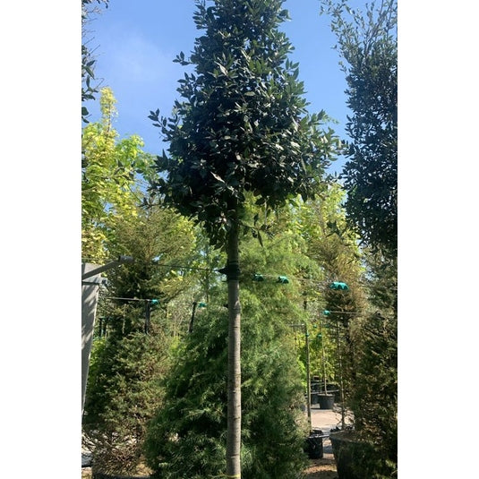 Stenek - Quercus ilex  - Stammens omkrets 16-18 cm, höjd 3,5-4 meter,  HS, CONT