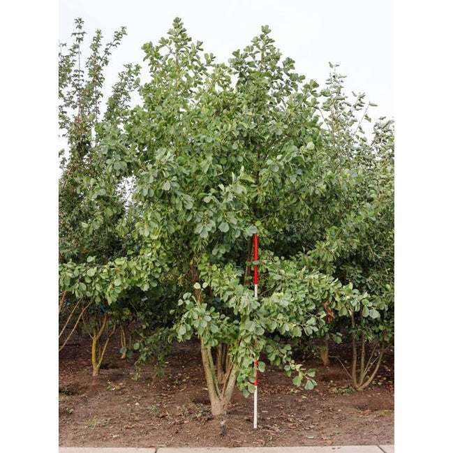 Klibbal - Alnus glutinosa 400-450 MS