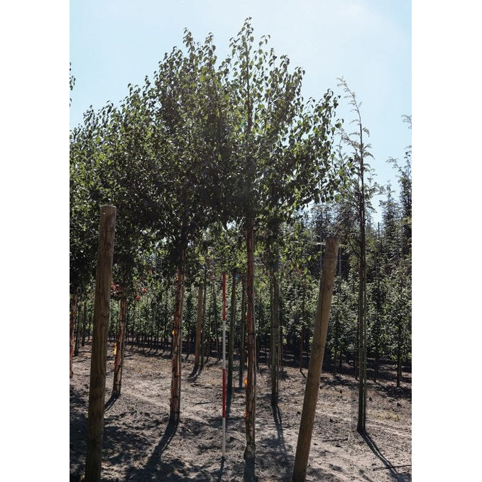 Kinesisk björk - Betula albosinensis 'Fascination'  - Stammens omkrets 18-20 cm, höjd 4 +/- meter,   HS, COCO