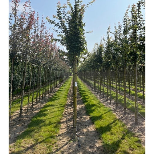 Naverlönn - Acer campestre 'Green Column' 12-14   HS,