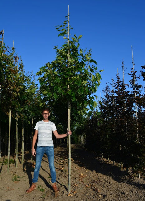 Quercus rubra 12-14HO COCO