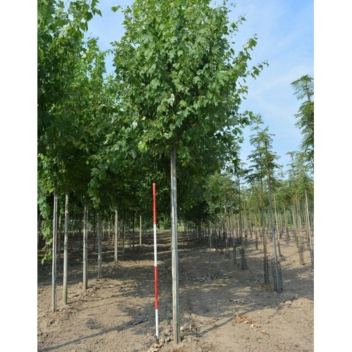 Freemanlönn - Acer freemanii 'Armstrong'  - Stammens omkrets 18-20 cm, höjd 4 +/- meter,    HS,