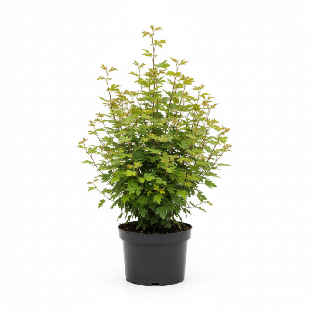Fältlönn – Acer campestre - C2.5 60-80 CM