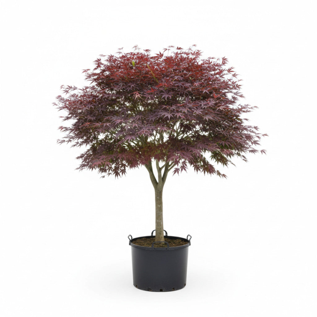 Japansk lönn – Acer pal. &