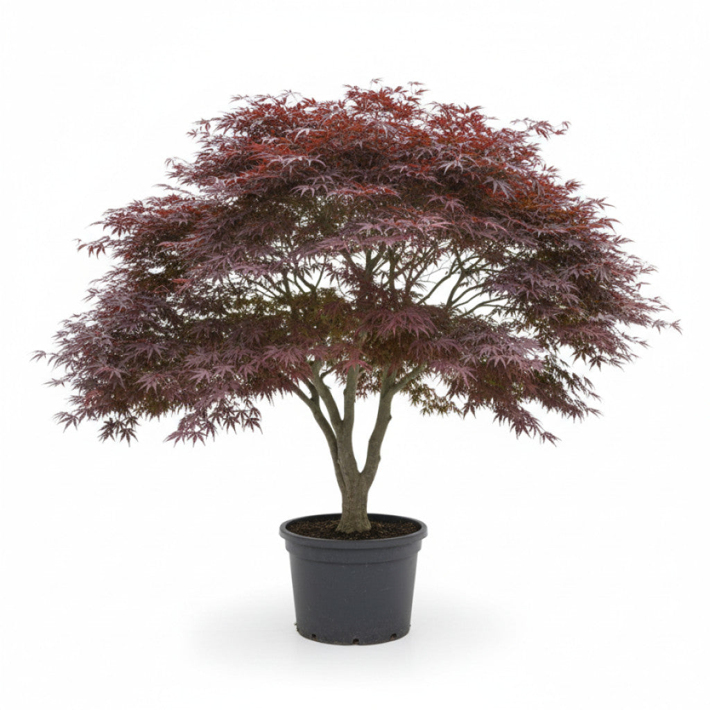 Japansk lönn – Acer pal. &