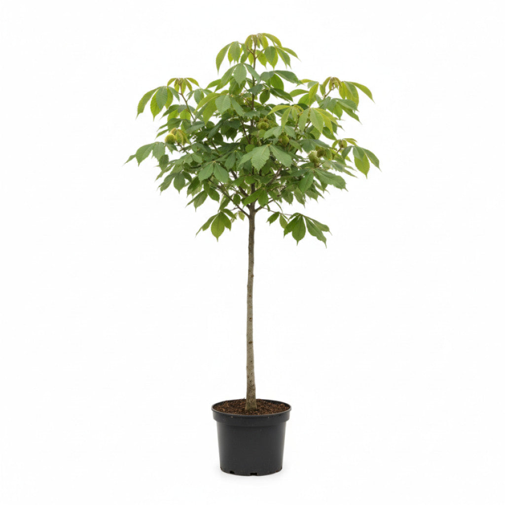Äkta kastanj – Castanea sativa - C12 150-175 CM
