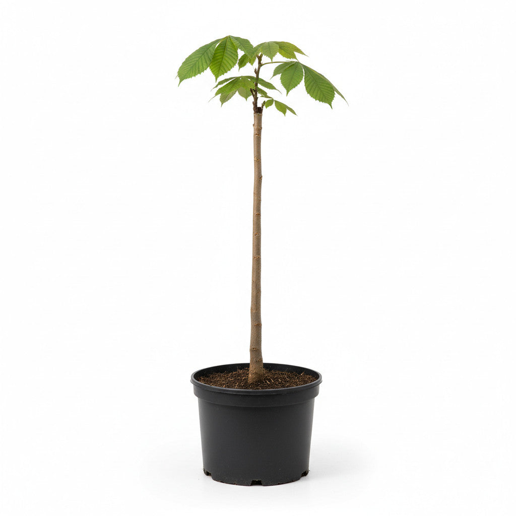 Äkta kastanj – Castanea sativa - C25 10/12 HO/ST