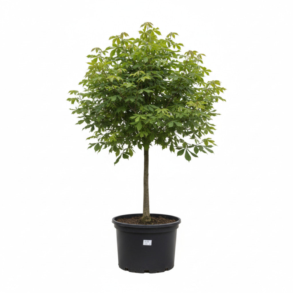 Äkta kastanj – Castanea sativa - C25 12/14 HO/ST