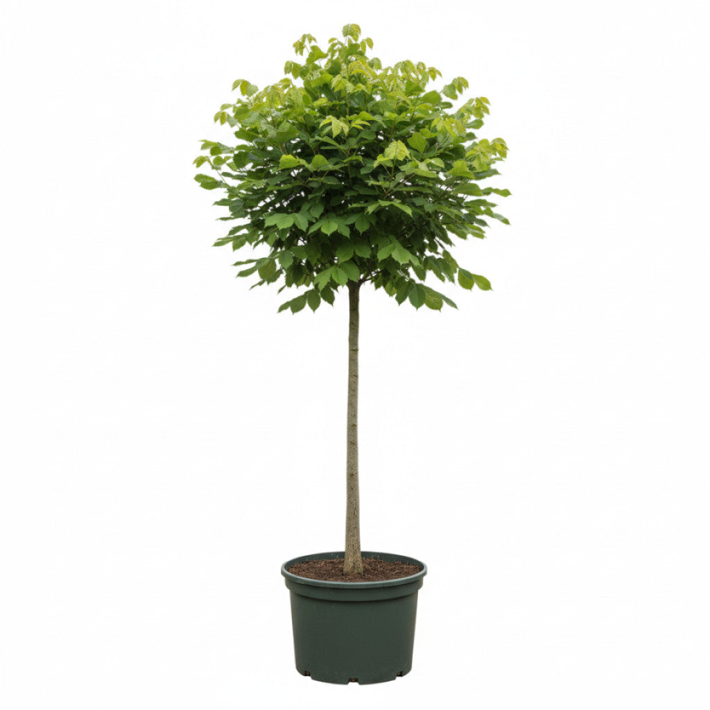 Äkta kastanj – Castanea sativa - C25 8/10  200 CM Stem