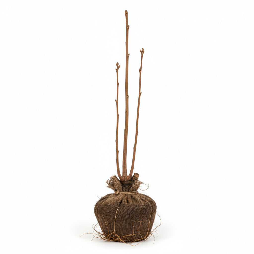 Äkta kastanj – Castanea sativa - 10/12 RB