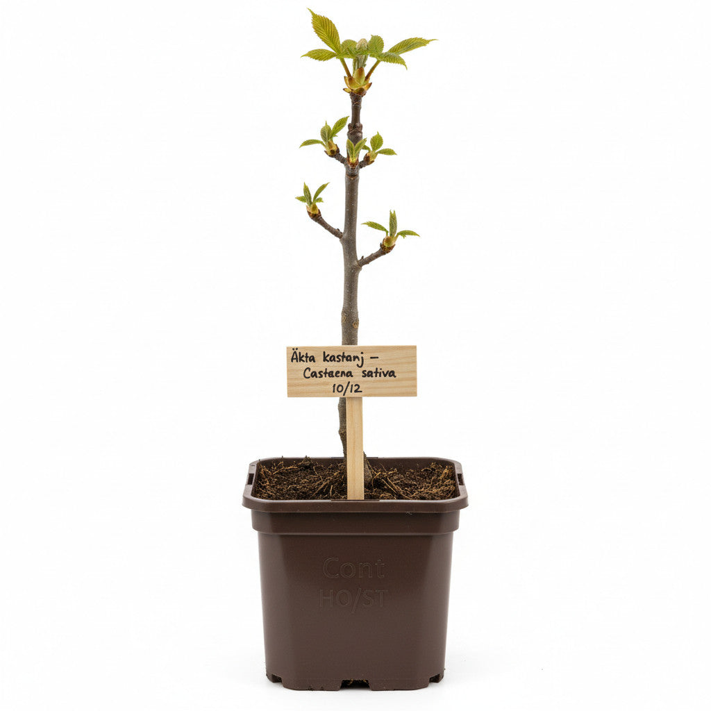 Äkta kastanj – Castanea sativa - 10/12 in Cont HO/ST