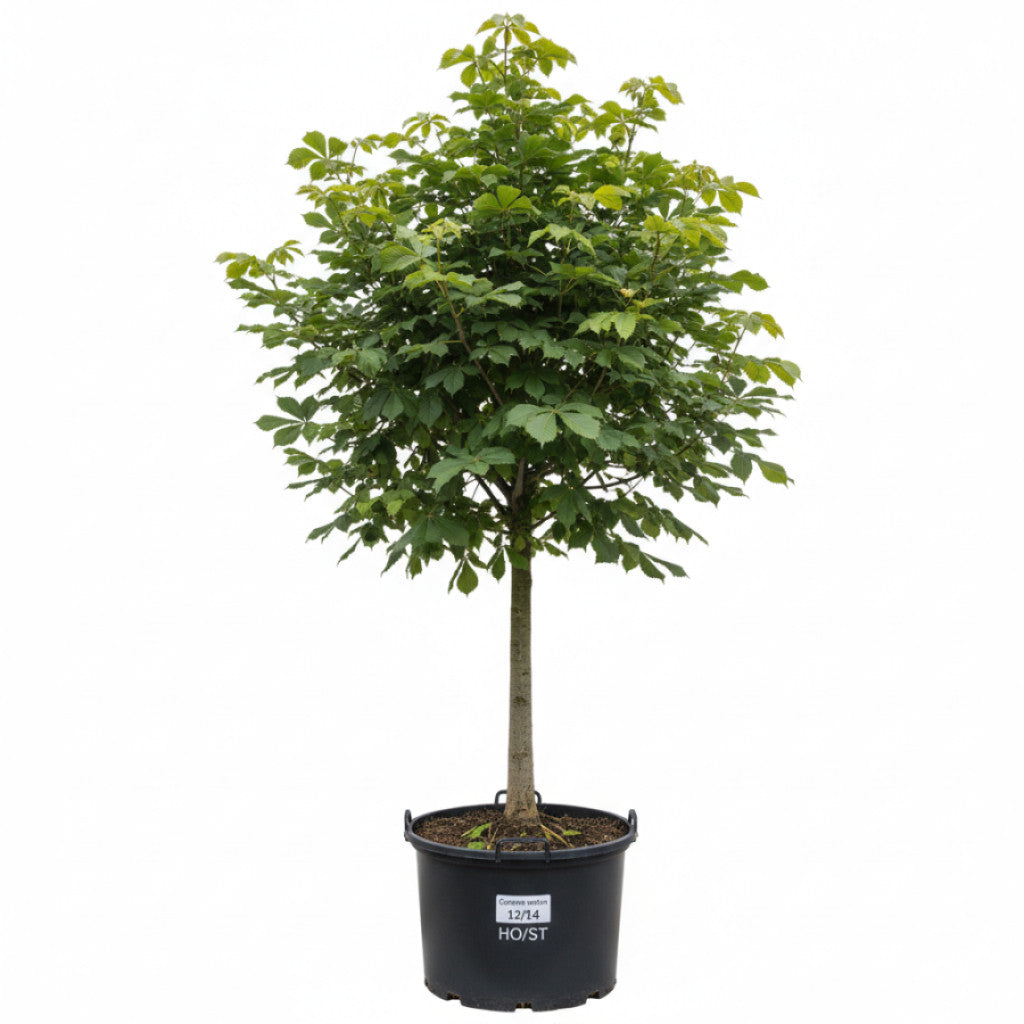 Äkta kastanj – Castanea sativa - 12/14 in Cont HO/ST