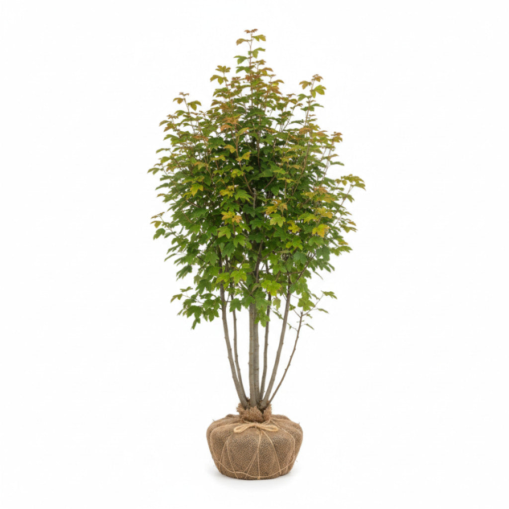 Fältlönn – Acer campestre - 80-100 CM RB
