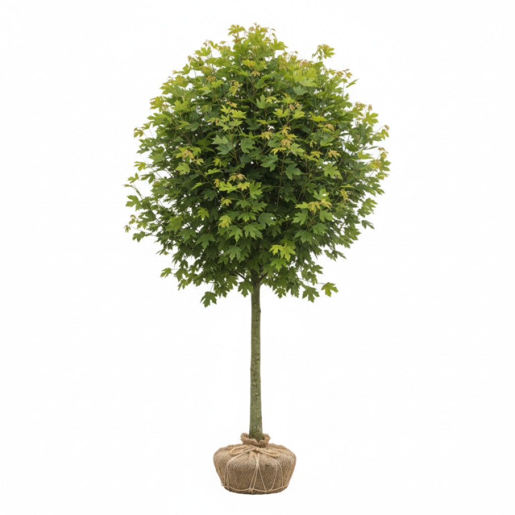 Fältlönn – Acer campestre - 100-120 CM RB