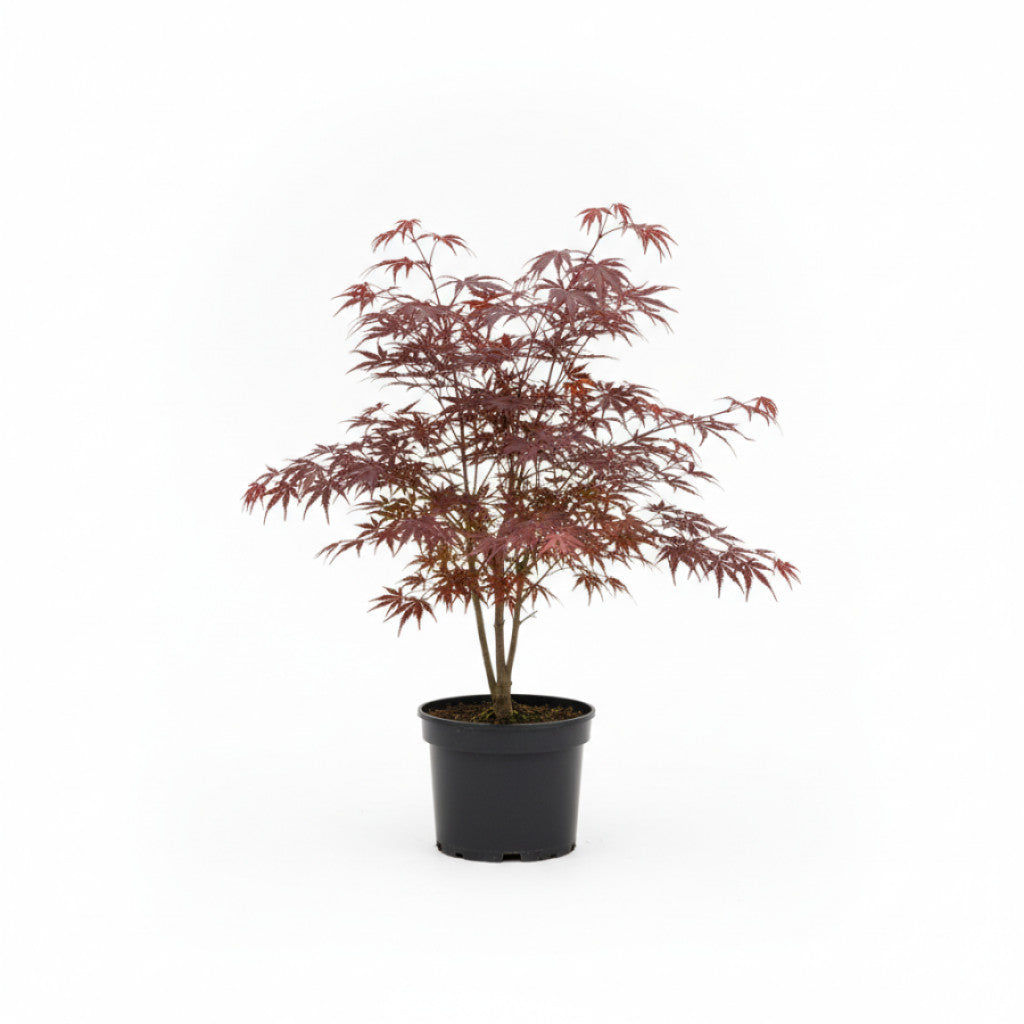 Japansk lönn – Acer pal. &