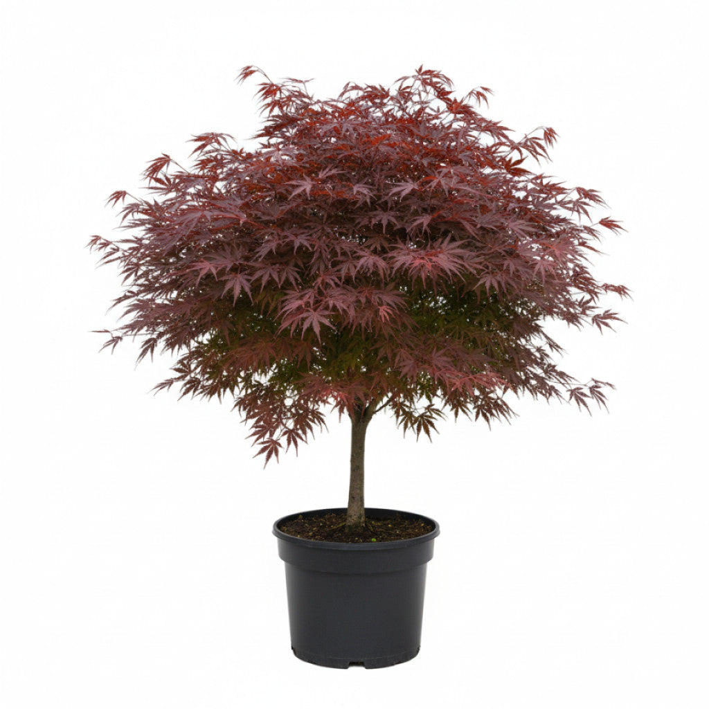 Japansk lönn – Acer pal. &