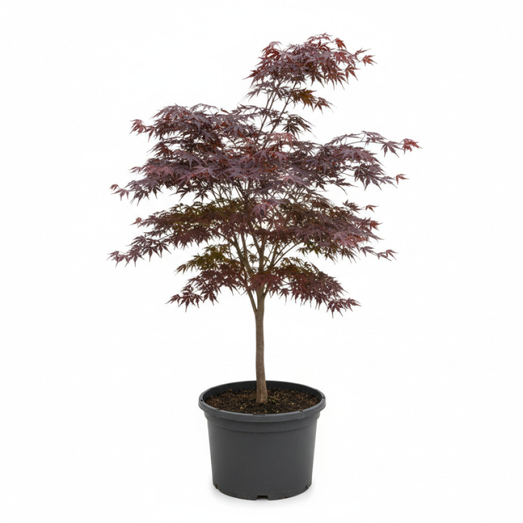 Japansk lönn – Acer pal. &