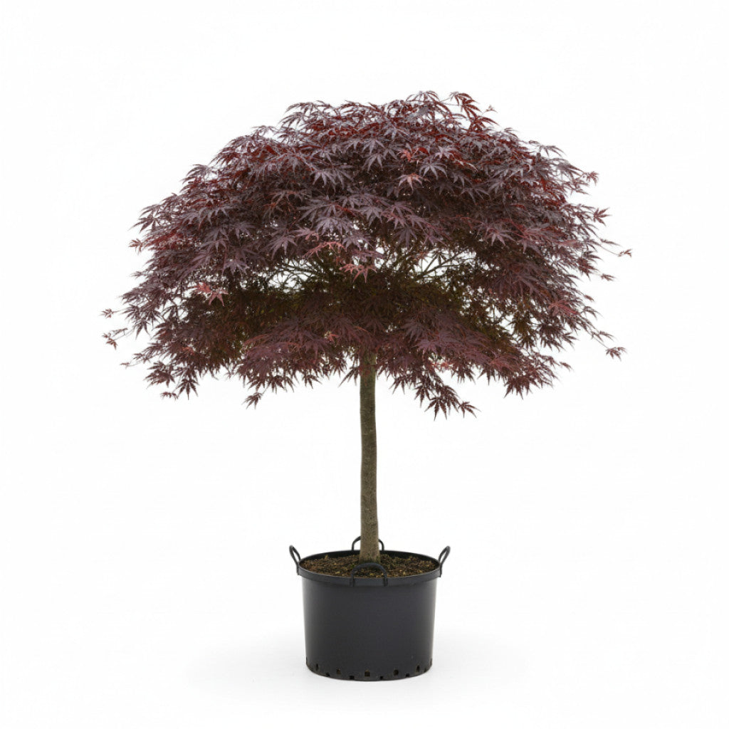 Japansk lönn – Acer pal. &