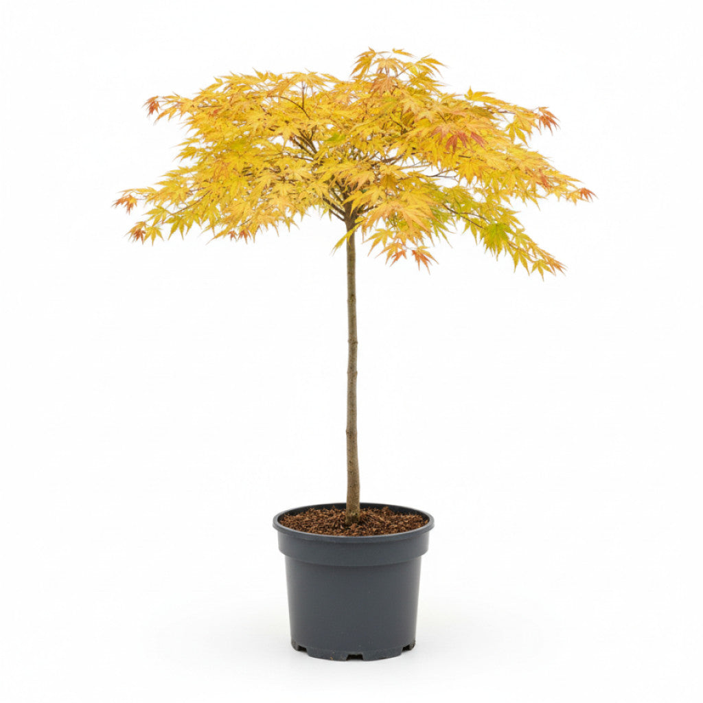 Japansk lönn – Acer pal. &