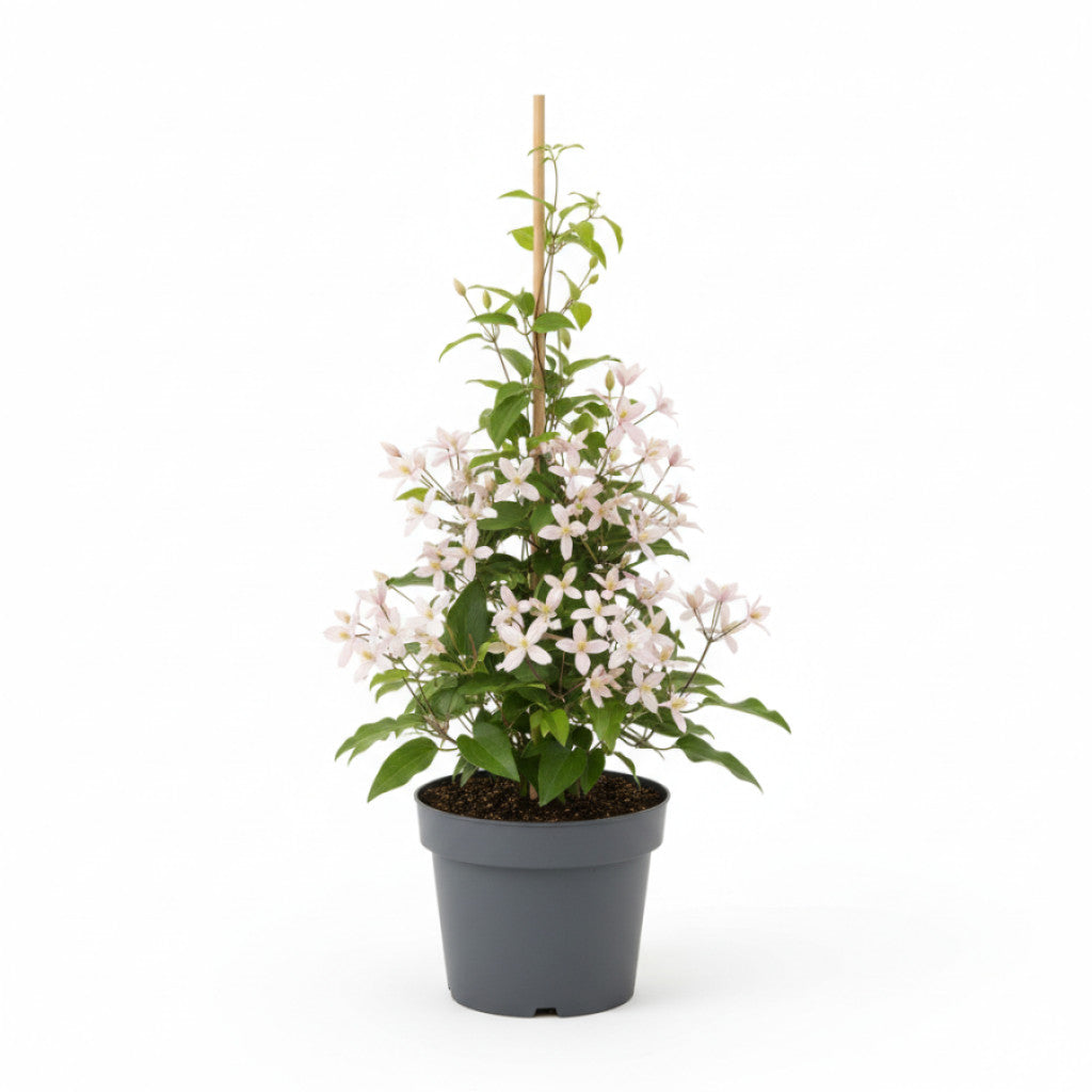 Klematis – Clematis armandii &