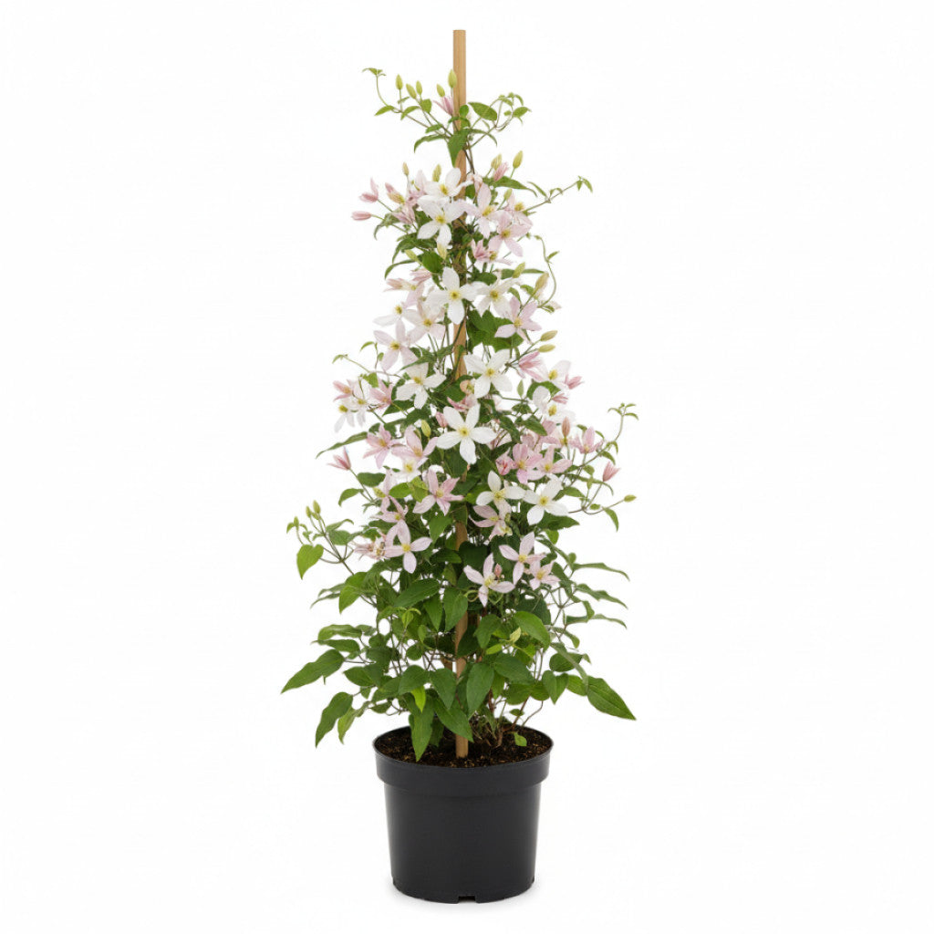 Klematis – Clematis armandii &