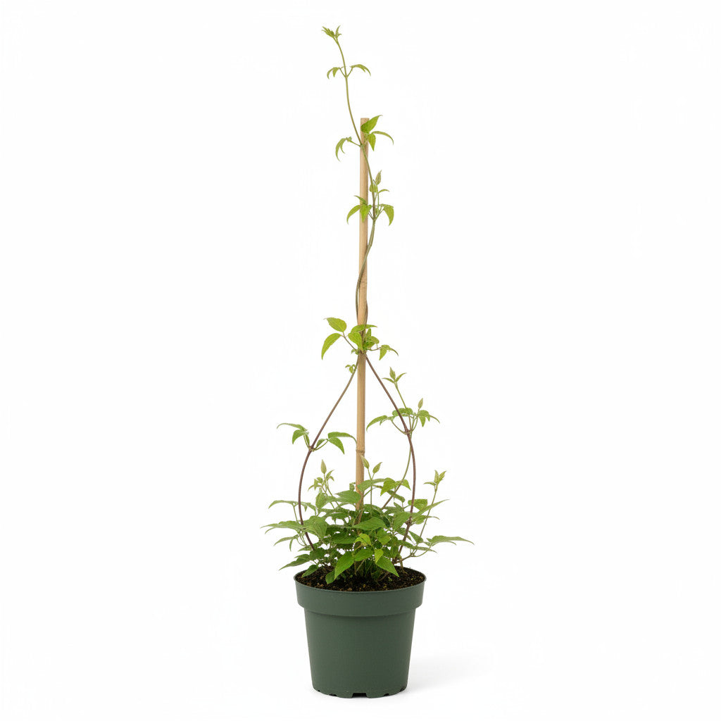 Klematis – Clematis armandii &