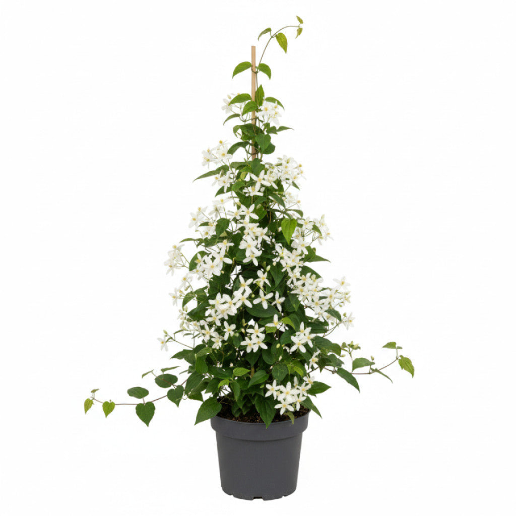 Klematis – Clematis armandii &