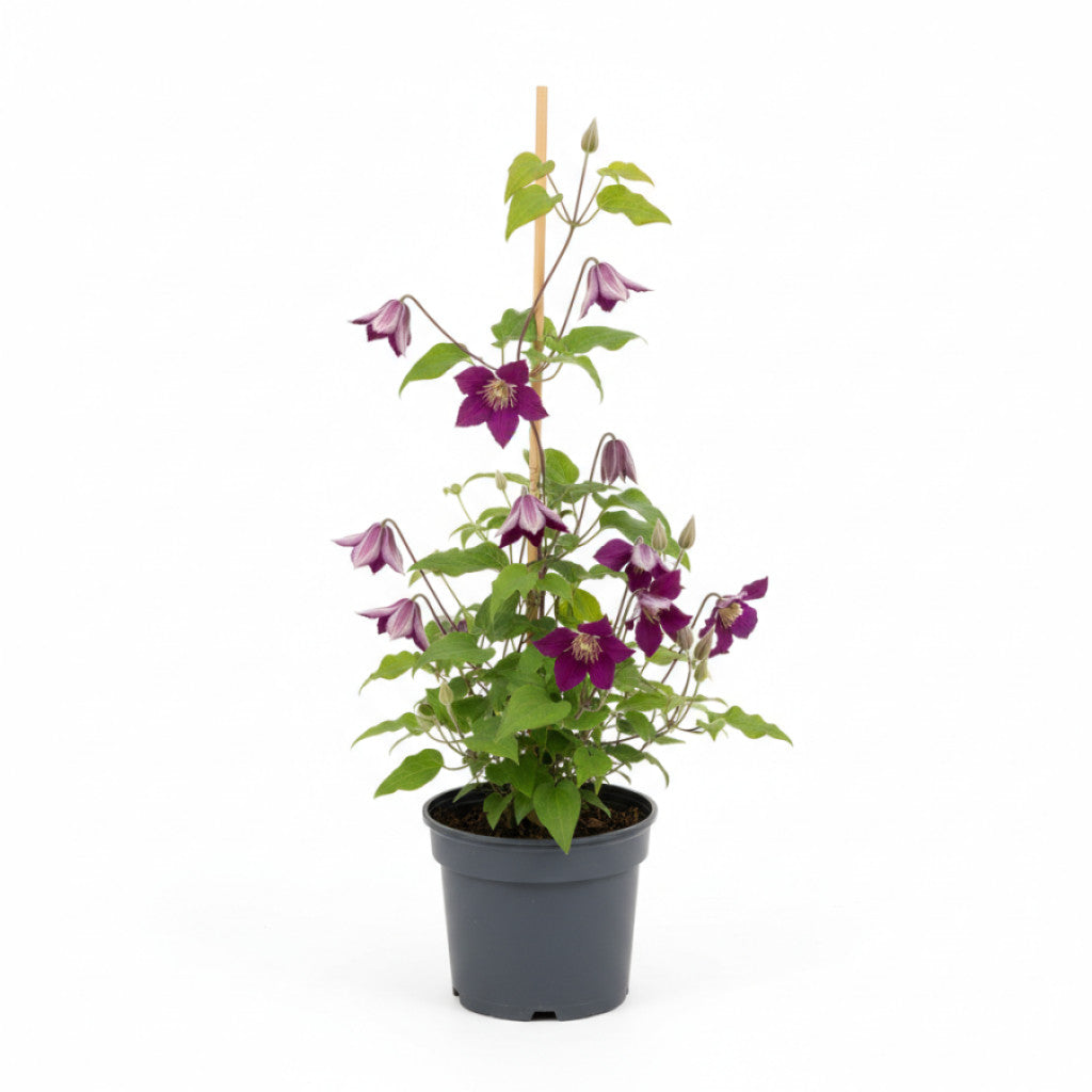 Klematis – Clematis &