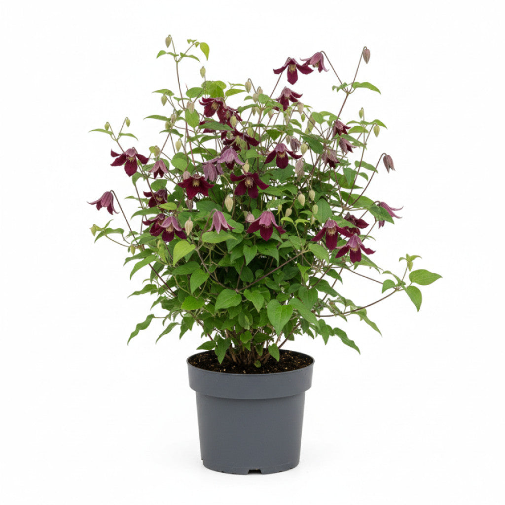 Klematis – Clematis &