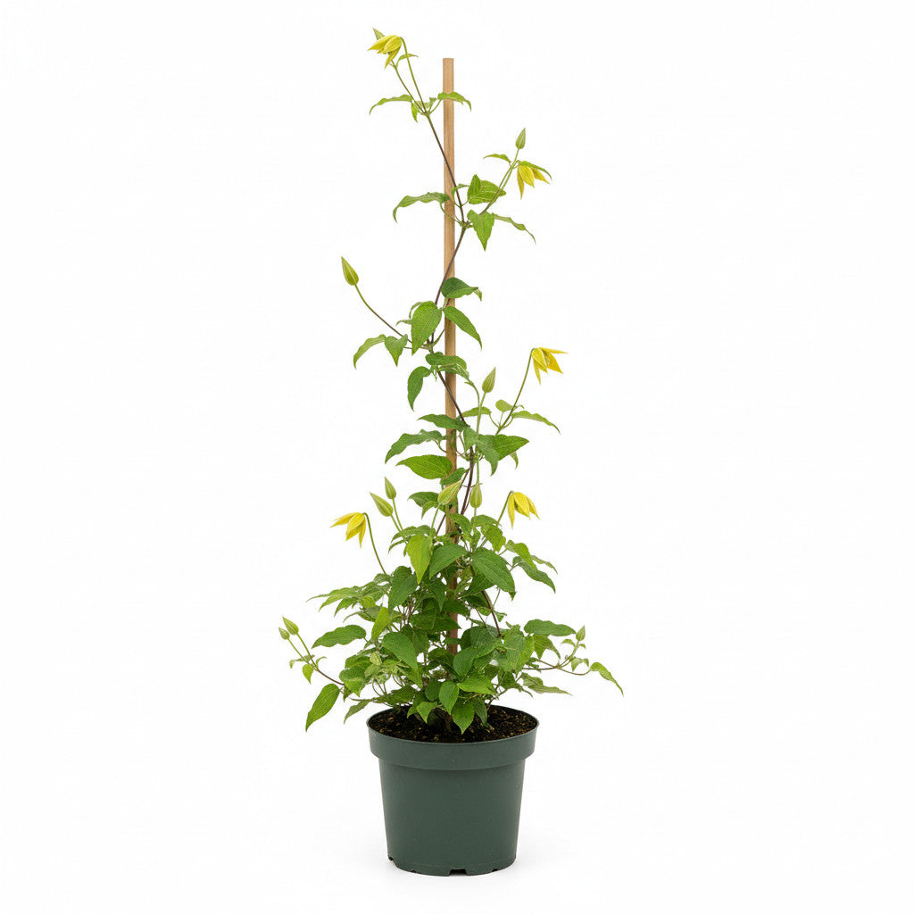 Klematis – Clematis &