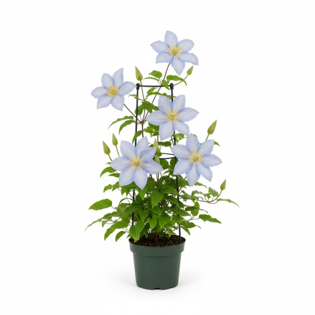 Klematis – Clematis &