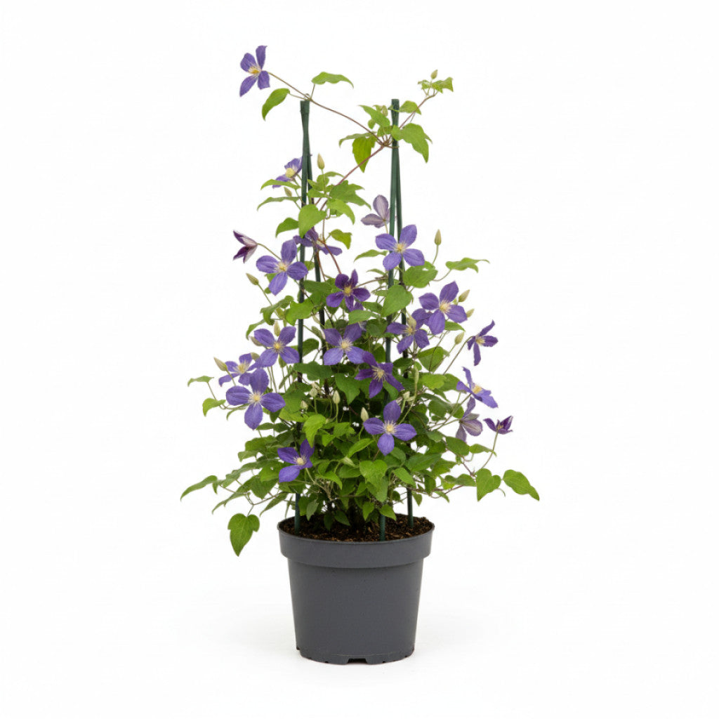 Klematis – Clematis &