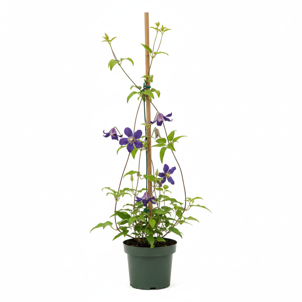 Klematis – Clematis &