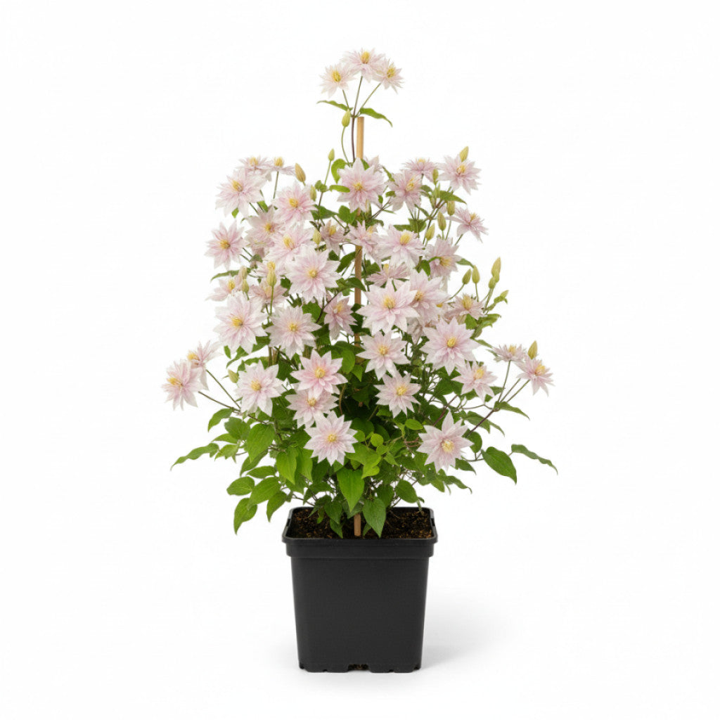Klematis – Clematis &