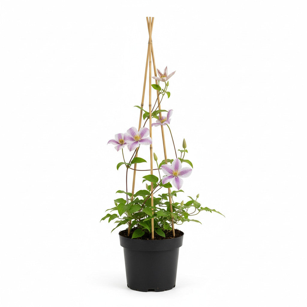 Klematis – Clematis &