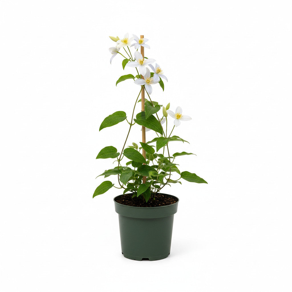Klematis – Clematis &