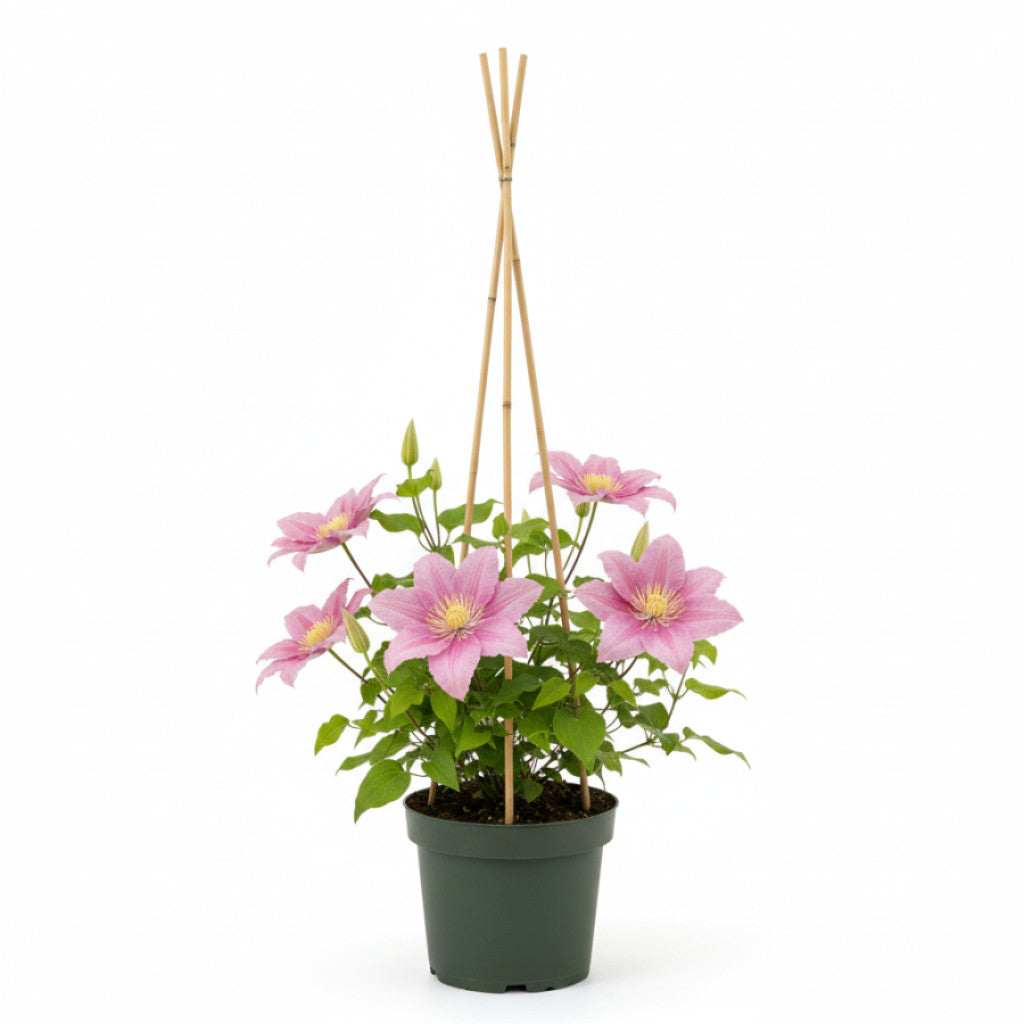 Klematis – Clematis &