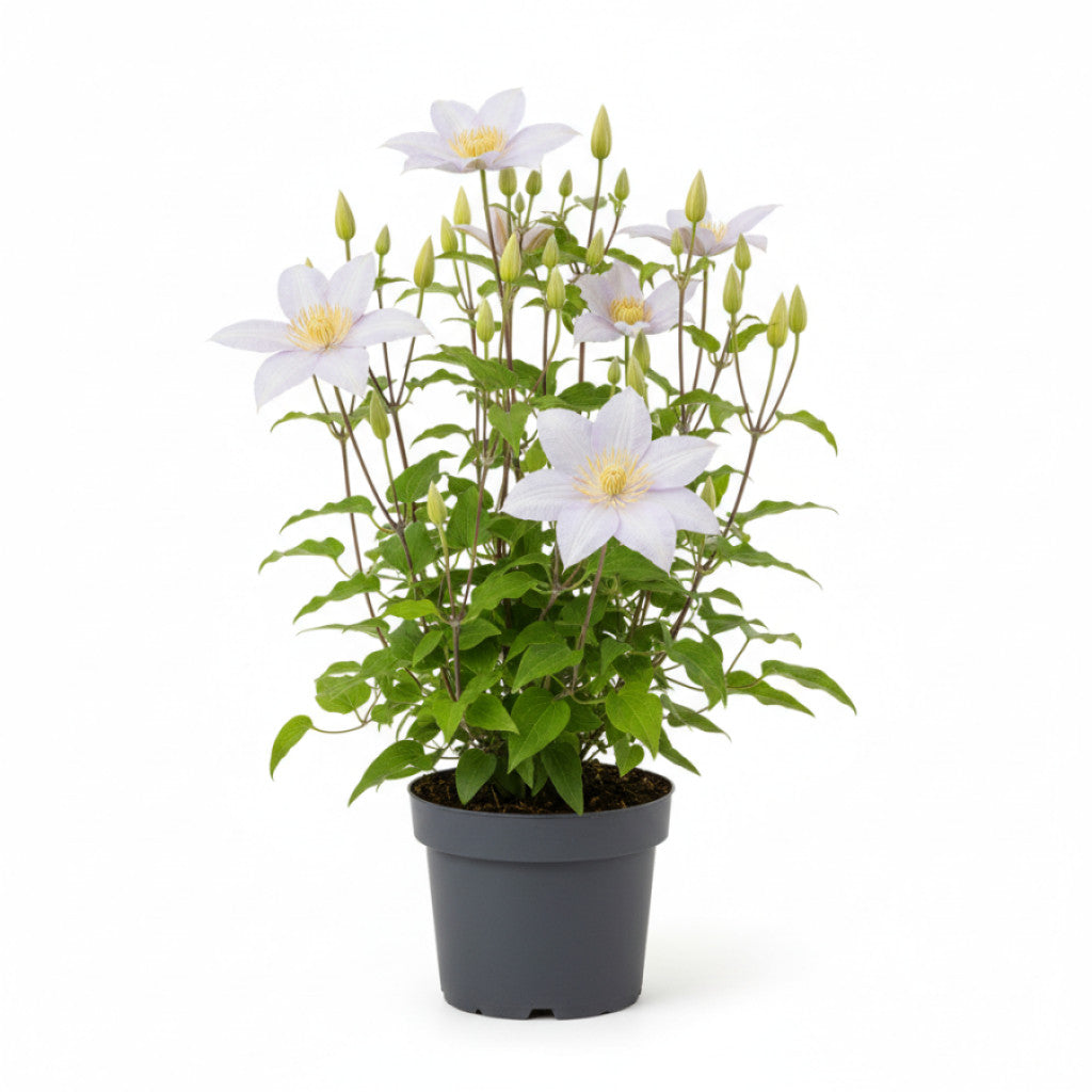 Klematis – Clematis &