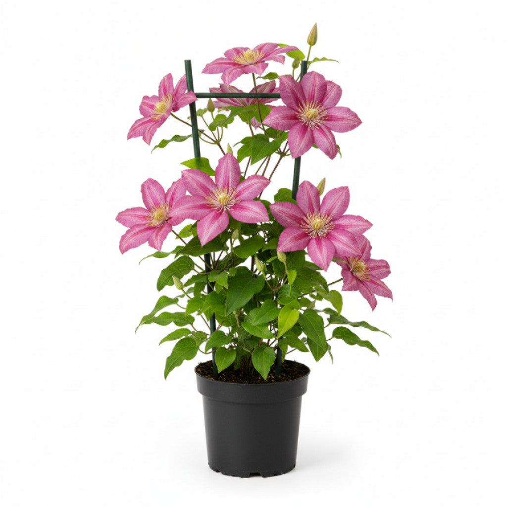 Klematis – Clematis &