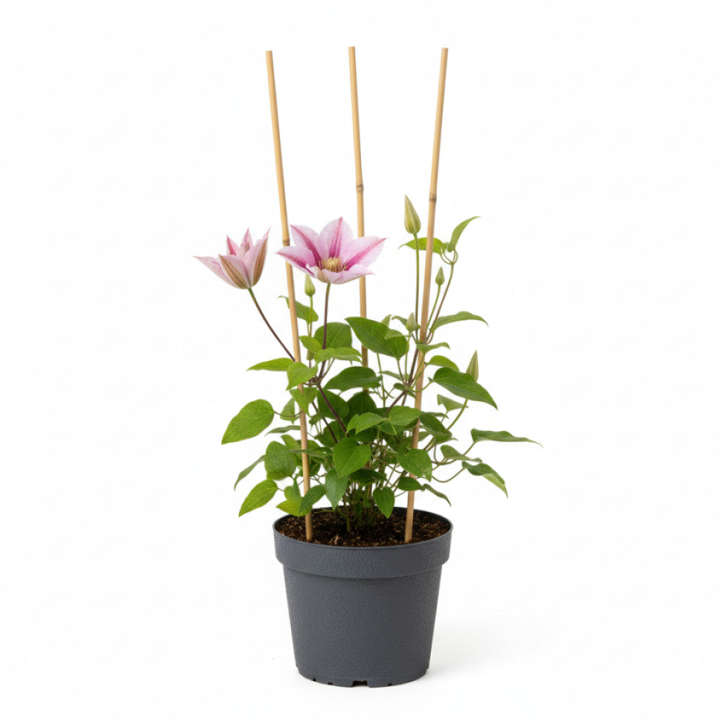 Klematis – Clematis &